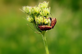 黑,bug,特寫(xiě)