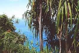 樹,海洋,海