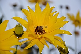 花,黃色的花瓣,黃色的花