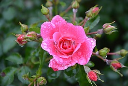 粉色,玫瑰花蕾,顏色粉色