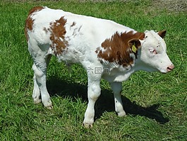 小牛,牛肉,年輕的動(dòng)物