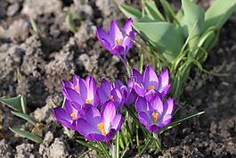 藏红花,krokus,鲜花