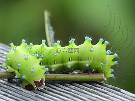 卡特彼勒,维也纳nachtpfauenauge,昆虫