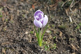 藏红花,krokus,鲜花