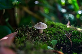 蘑菇,苔,關閉