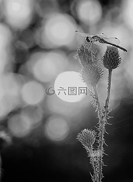 日落,野花,自然