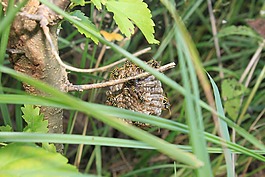 黃蜂,樹,巢
