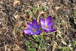 藏红花,krokus,鲜花