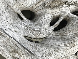 漂流木,自然,紋理