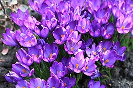 花園,鮮花,花卉