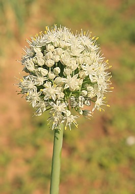 開花,作物,地球儀