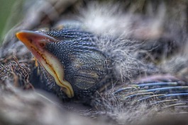 babybird,鳥,嬰兒