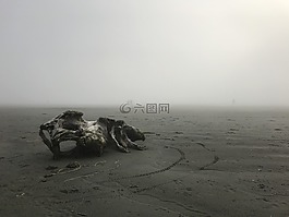 漂流木,有霧,沙