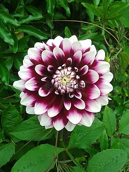 deepu,鮮花,粉紅色
