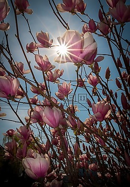 春天,玉蘭,花