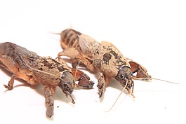 特寫(xiě),板球,歐洲