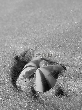 外殼,海,夏天
