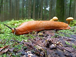 蝸牛,紅色 wegschnecke,阿里翁魯弗斯