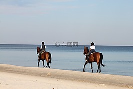 這匹馬,馬,動物