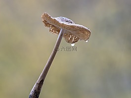 蘑菇,雨滴,濕蘑菇