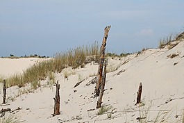 砂,海灘,海