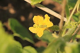 黃瓜,女性,鮮花