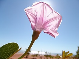 花,粉紅色,藍色的天空