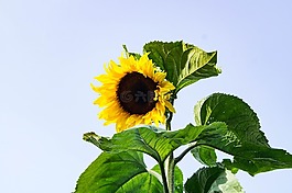 太陽花,性質(zhì),夏季