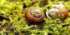 蝸牛,殼,綠色