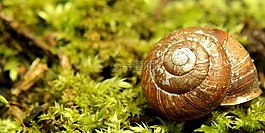 蝸牛,殼,綠色