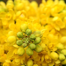 花,廠,性質(zhì)