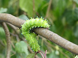 卡特彼勒,维也纳nachtpfauenauge,昆虫