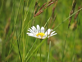 margarétka,花,草地