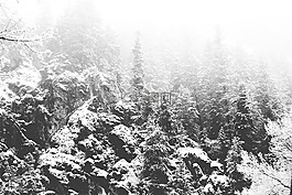 森林,樹,雪