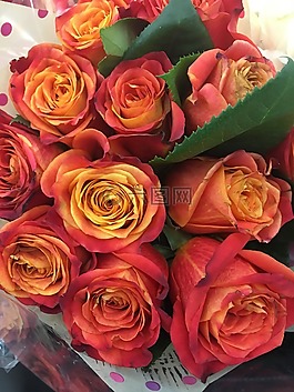 玫瑰,花,花的