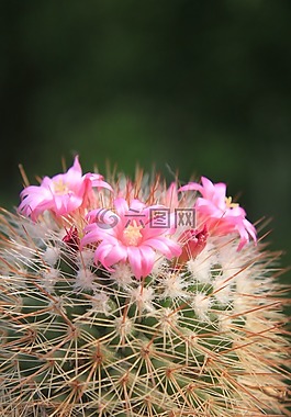 美麗,仙人掌,鮮花