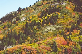秋,樹(shù),小山