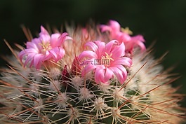 美麗,仙人掌,鮮花