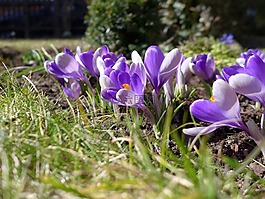春天,開(kāi)花,紫