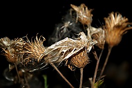 鮮花,夜,秋