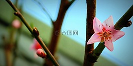 開花,芽,粉紅色