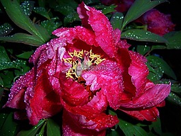 牡丹,雨滴,開花
