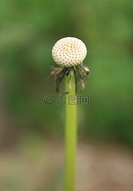 蒲公英,空,全球