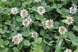 野生,植物,鮮花