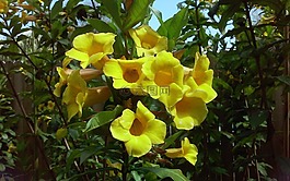 植物區(qū)系,花,葉