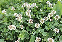 三葉草,鮮花,野生
