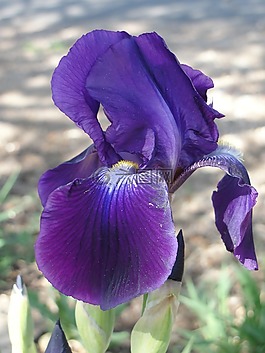 花,自然,植物區(qū)系