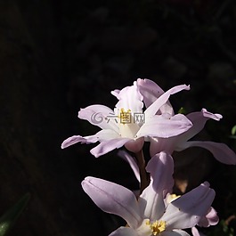 花卉,性質(zhì),宏
