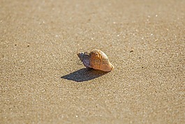 海灘,殼,海洋