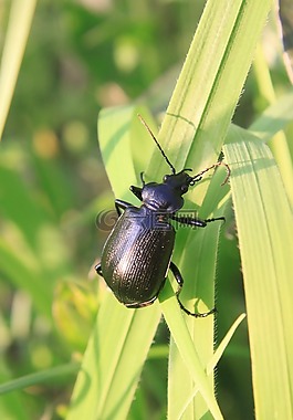甲蟲,黑,calosoma